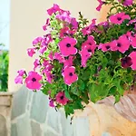 Thymis 3* Skiathos by