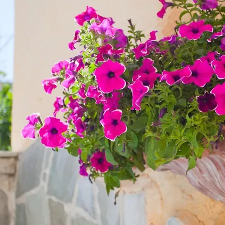 Thymis 3* Скиатос