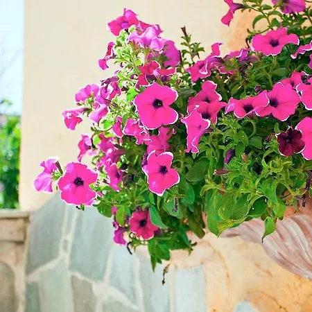 Thymis 3* Скиатос